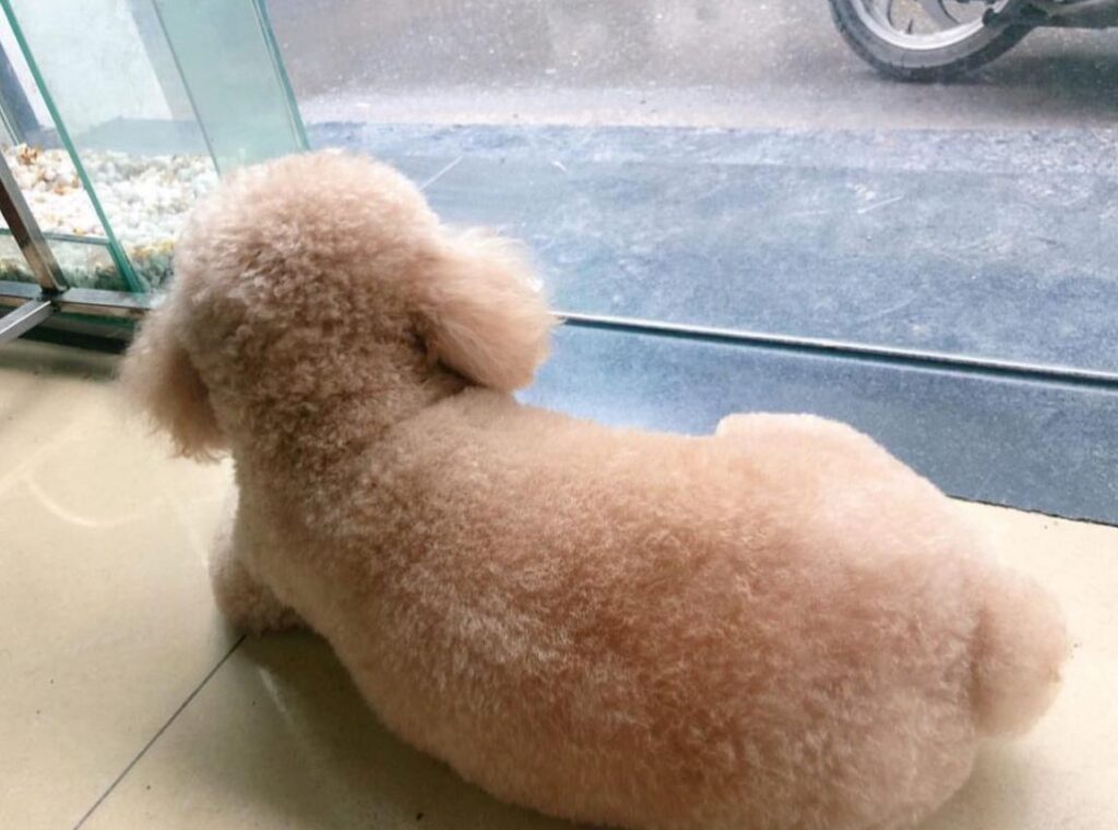Chó một trong các loại thú cưng phổ biến nhất hiện nay